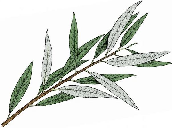 Une plante à feuilles de saule